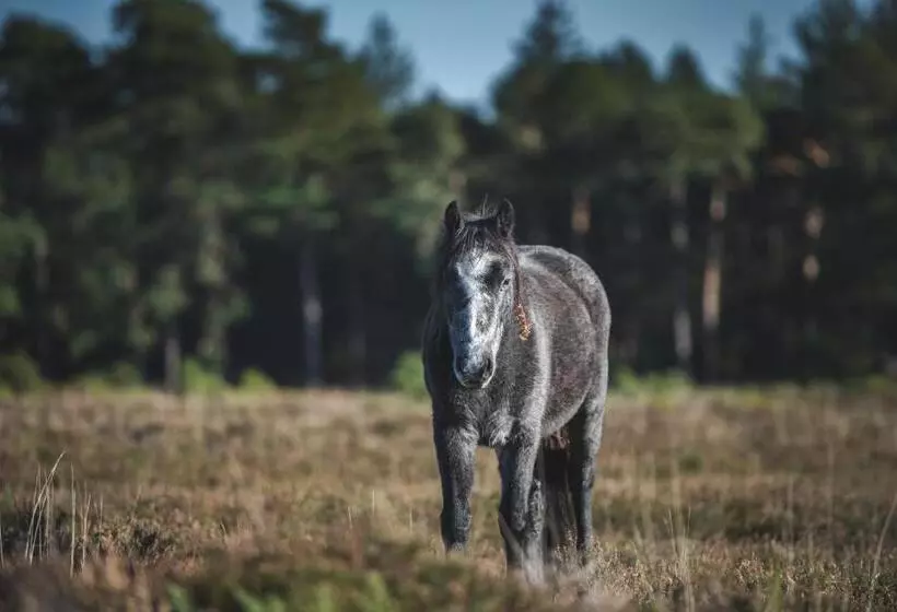 Отель Moorhill House Bed & Breakfast