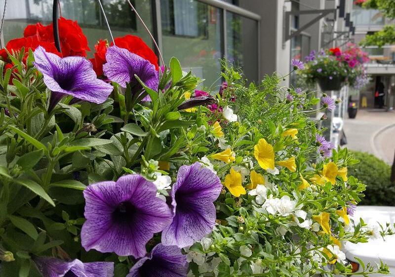 בית מלון כפרי Accent Inns Vancouver Airport