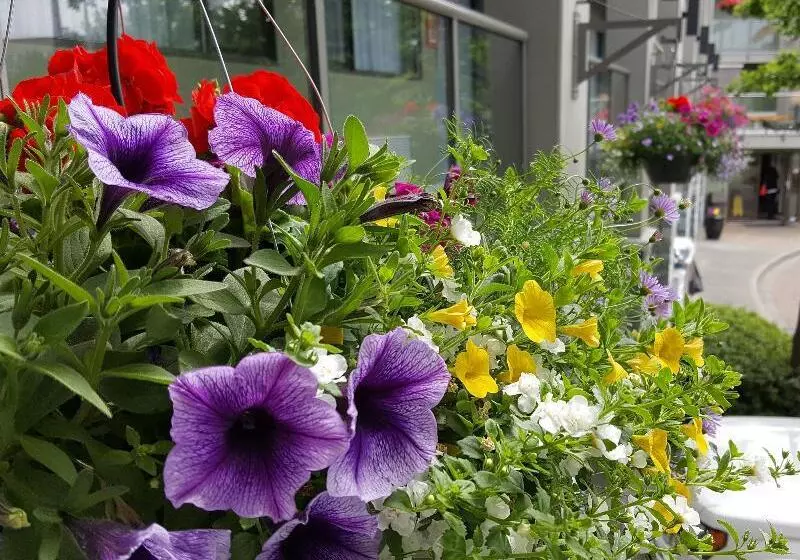 Отель Accent Inns Vancouver Airport