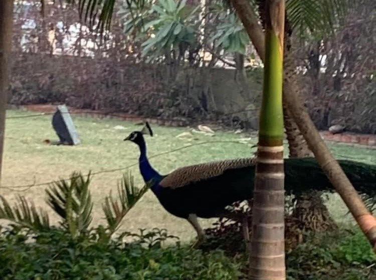 Hotel The Radha Ashok