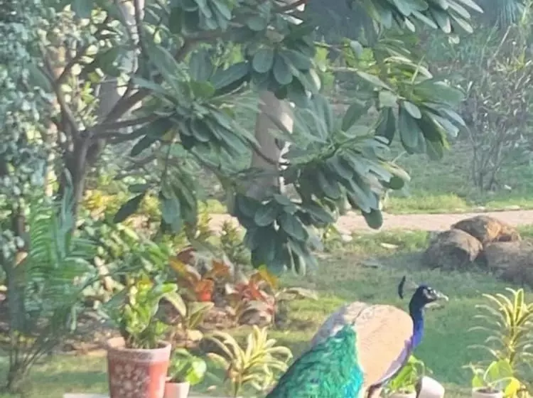 ホテル The Radha Ashok