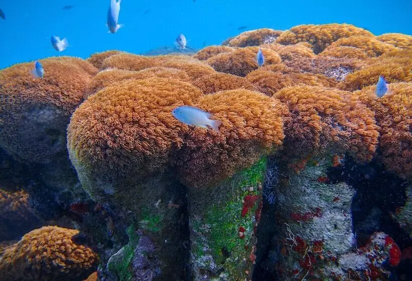 هتل Coral Reef View Inn