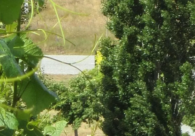 ホテル Hawkdun Rise Vineyard & Accommodation