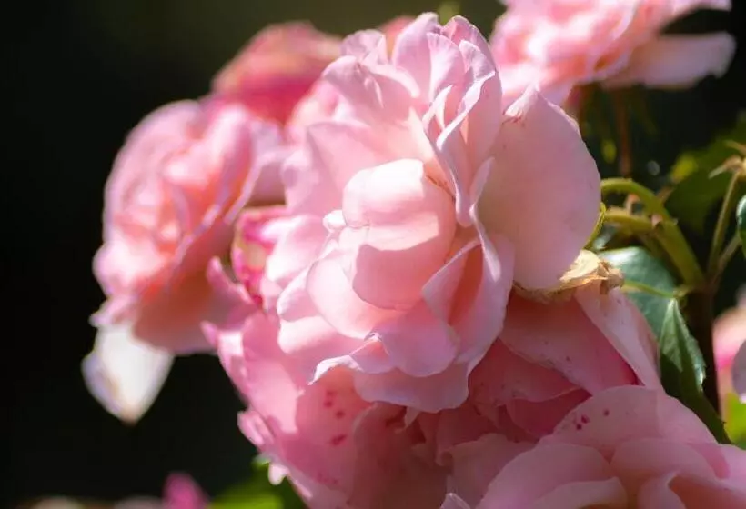 هتل Villa Scacciapensieri Boutique