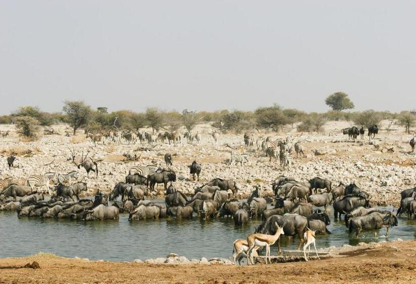 هتل Etosha Village
