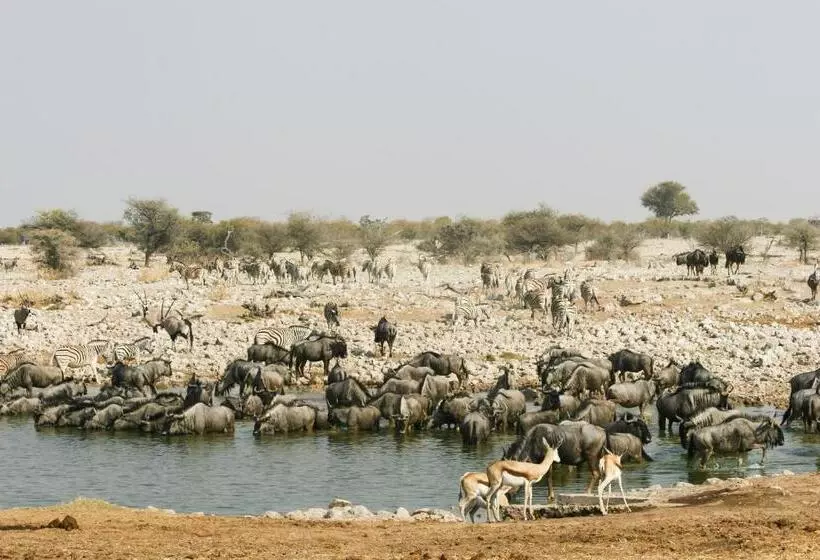 هتل Etosha Village