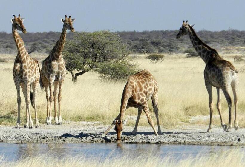 هتل Etosha Village