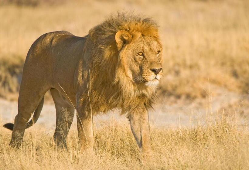 هتل Etosha Village