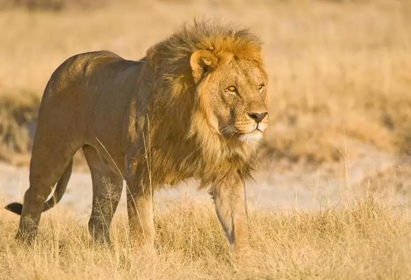 هتل Etosha Village