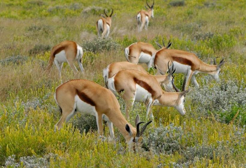 هتل Etosha Village