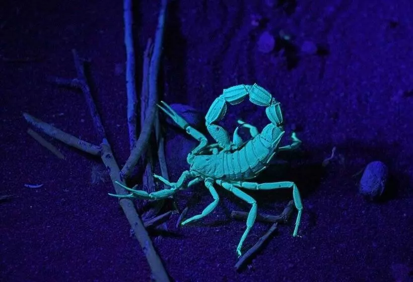 هتل The Desert Grace