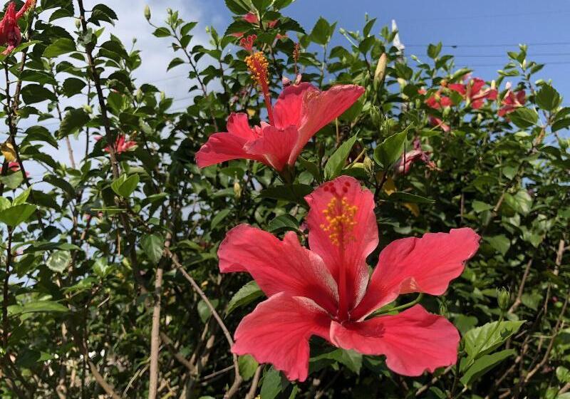 Pensió Pine Shima Resort Coral Fish