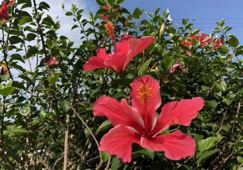 Majatalo Pine Shima Resort Coral Fish