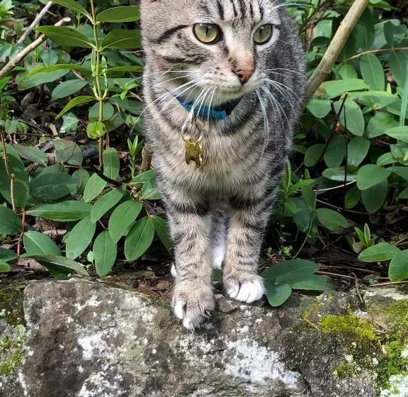 Aamiaismajoitus (B&B) Manoir Des Cavaliers  Bnb