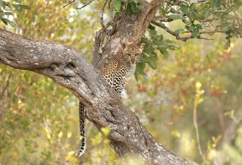 Hotelli Simbavati Camp George