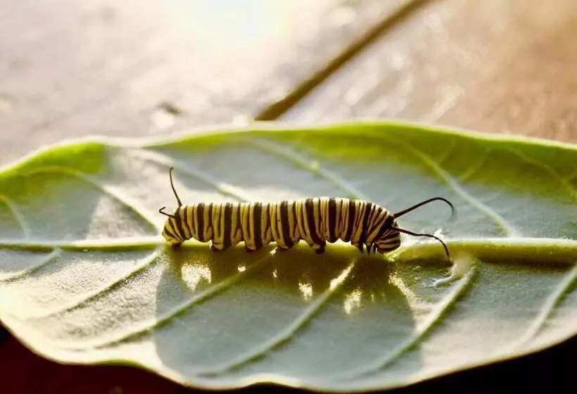 Aamiaismajoitus (B&B) Casa Mediterranea