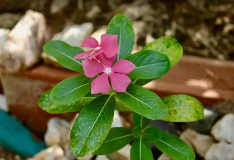 Aamiaismajoitus (B&B) Casa Mediterranea