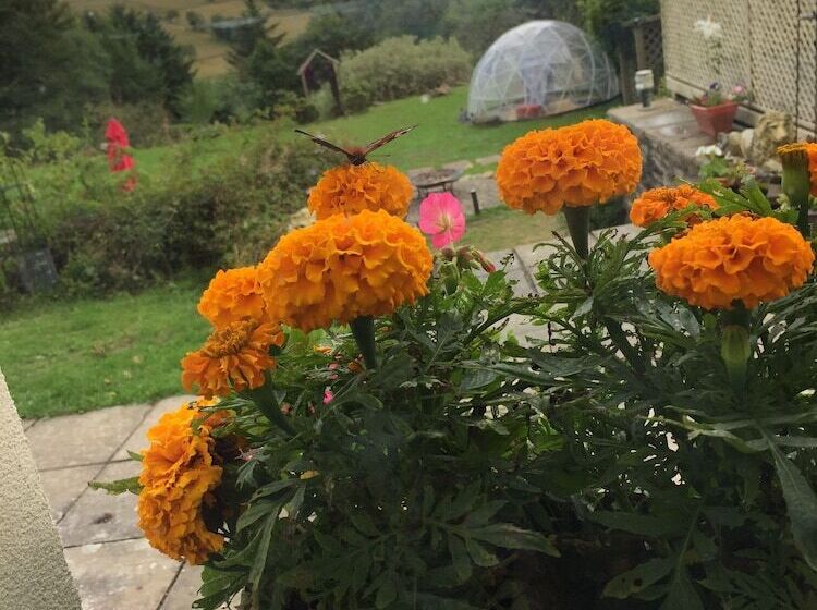 펜션 Ffos Y Ffin   Ascension In The Fields