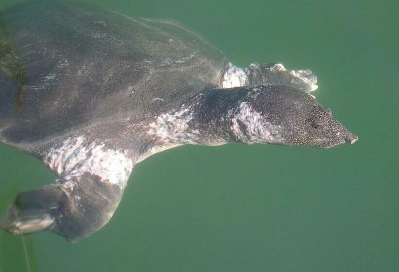 בית מלון כפרי Midas Pension