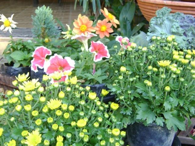 פנסיון Sarabu Guest House