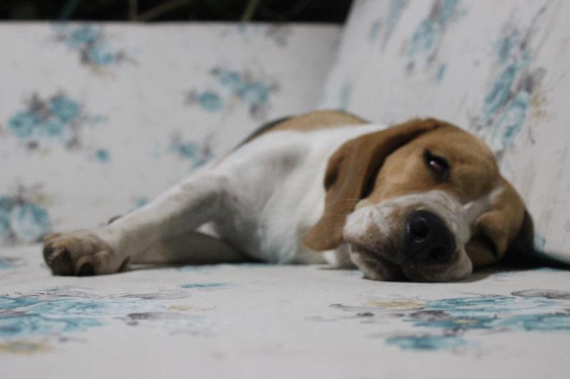 호텔 Turkuaz Bungalows