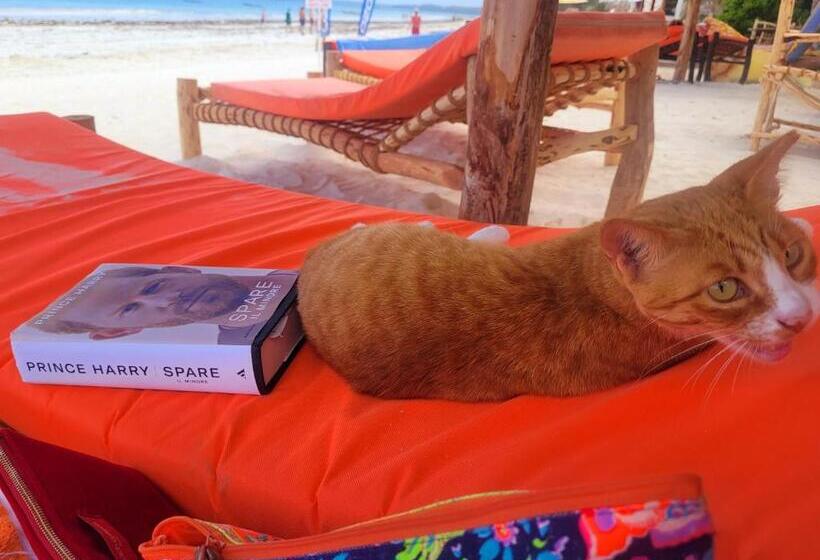 בית מלון כפרי Sipano Beach Lodge Kiwengwa