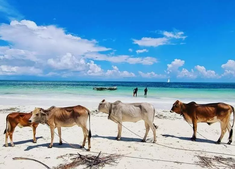Hotelli Sipano Beach Lodge Kiwengwa