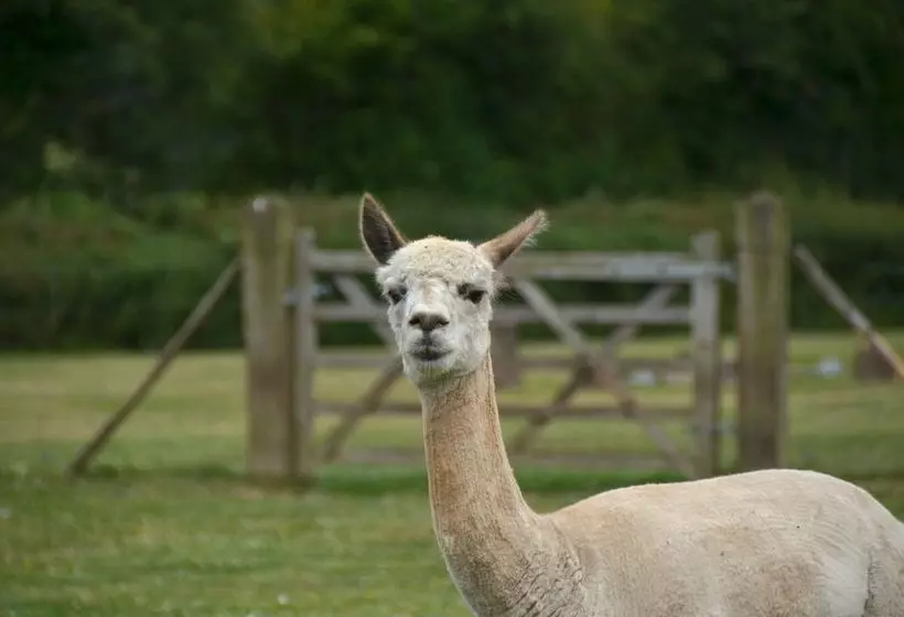 ホテル Fuzzys Farm
