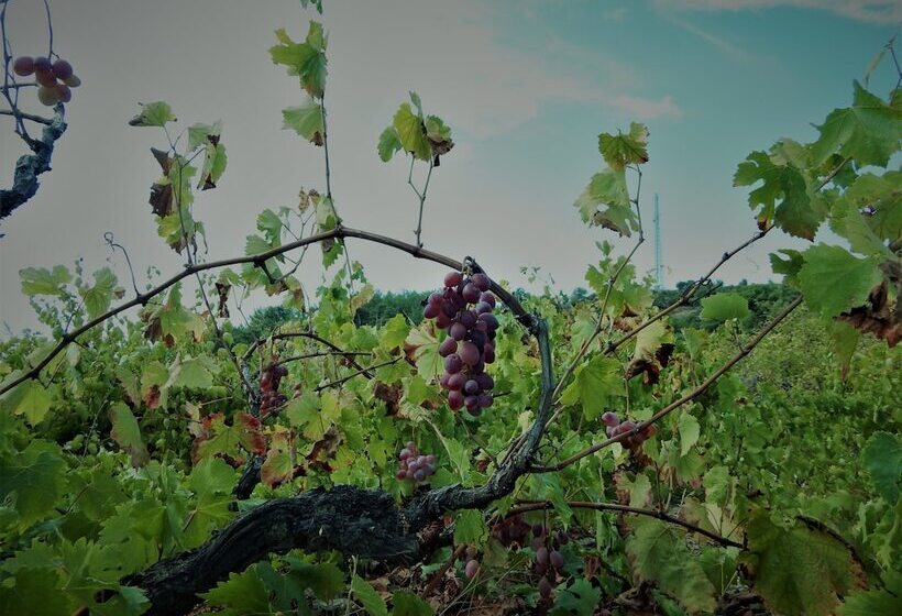 Gödence Hotel Restoran Bungalow