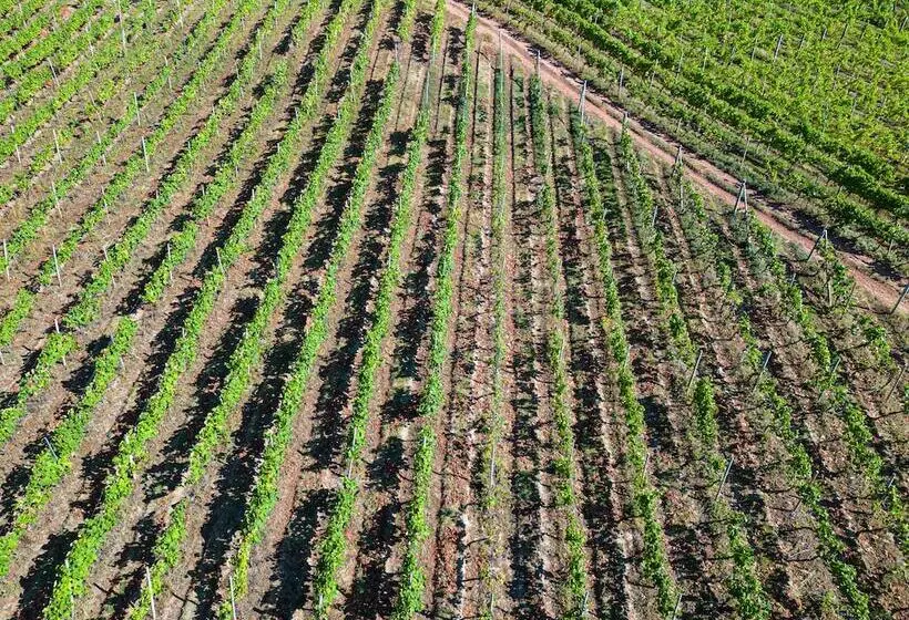 Hotelli Old Walls Vineyard