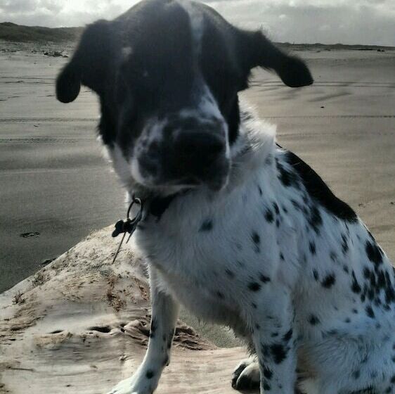 Отель Shakti Cove Cottages