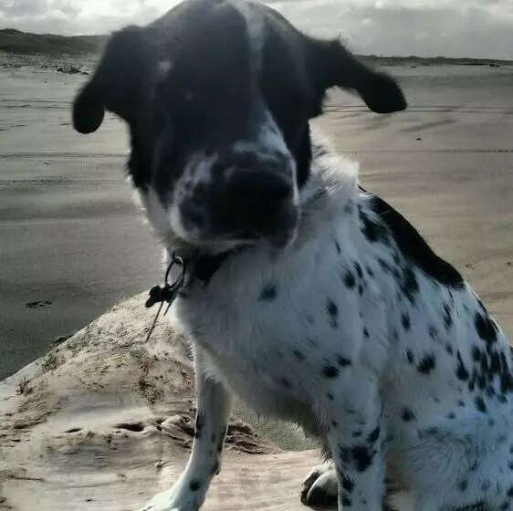 Hotelli Shakti Cove Cottages