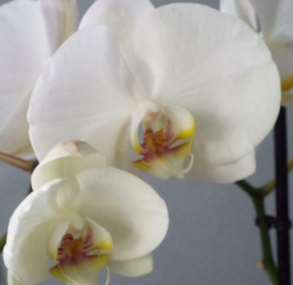 Le Logis Du Château