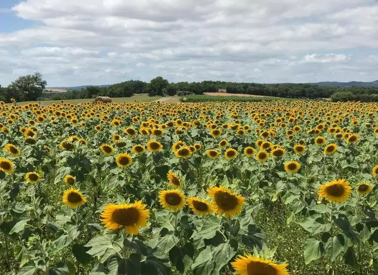 Aamiaismajoitus (B&B) Le Chevalier Noir