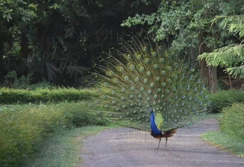 Отель The Sanctuary At Tissawewa