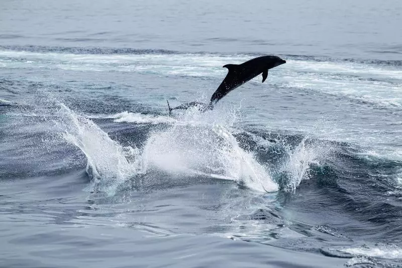 Villa Escalesia Galapagos