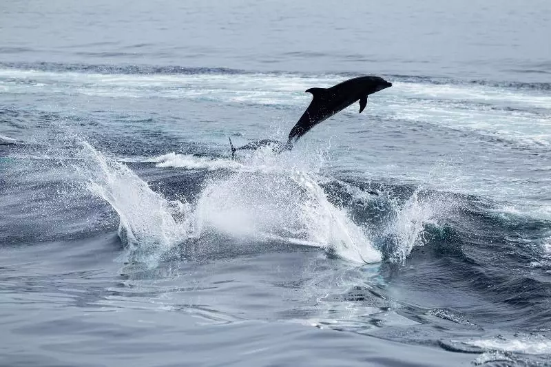 Villa Escalesia Galapagos