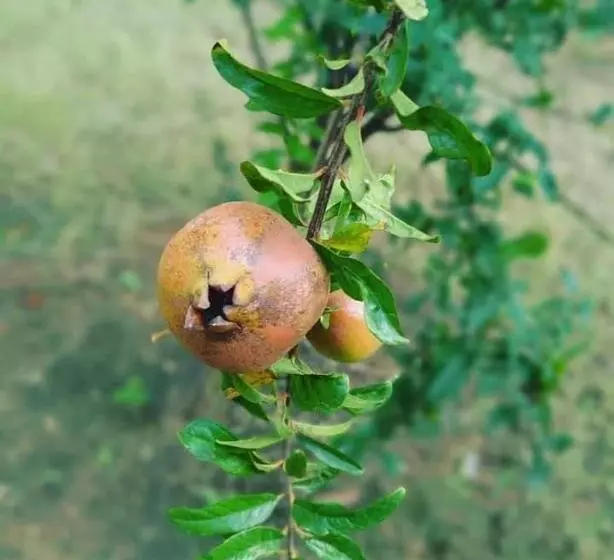 ホテル Pushkar Vela Resort