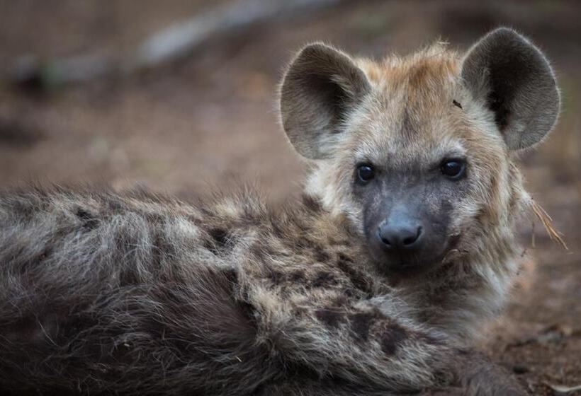 בית מלון כפרי Tangala Safari Camp