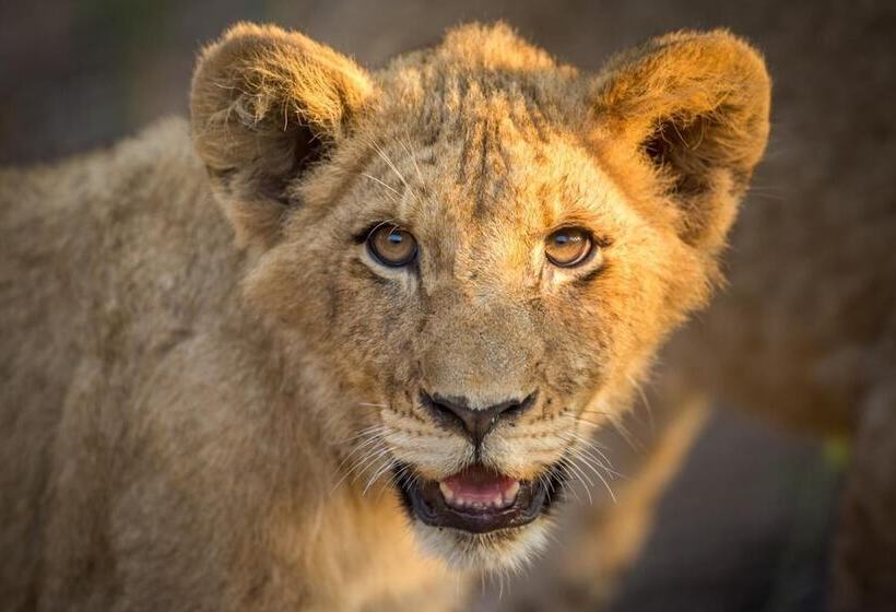 בית מלון כפרי Tangala Safari Camp