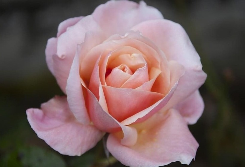 Bed & Breakfast Clonalis House Historic Guest House