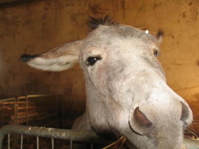 乡村酒店  Masseria Autigne