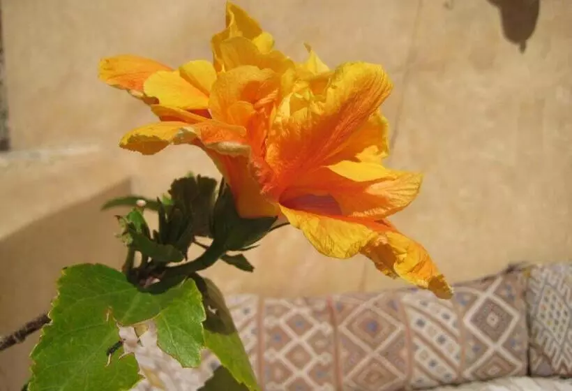پانسیون Dar Houdou