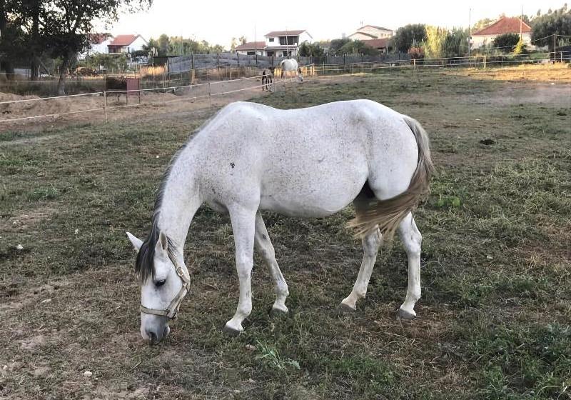 Coudelaria Residence