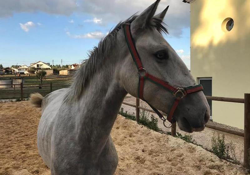 Coudelaria Residence