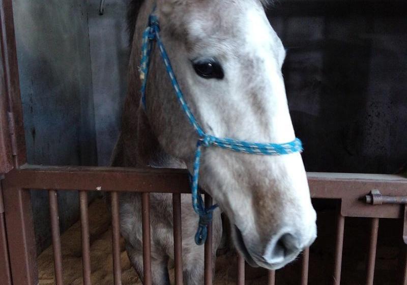 Coudelaria Residence