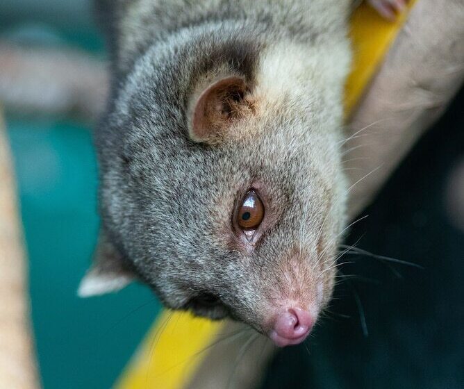 Herberge Jungla De Panama