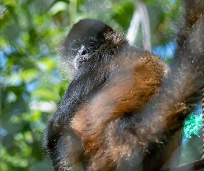 هاستل Jungla De Panama