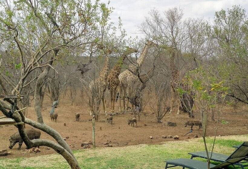 Hotel Call Of The Wild Lodge