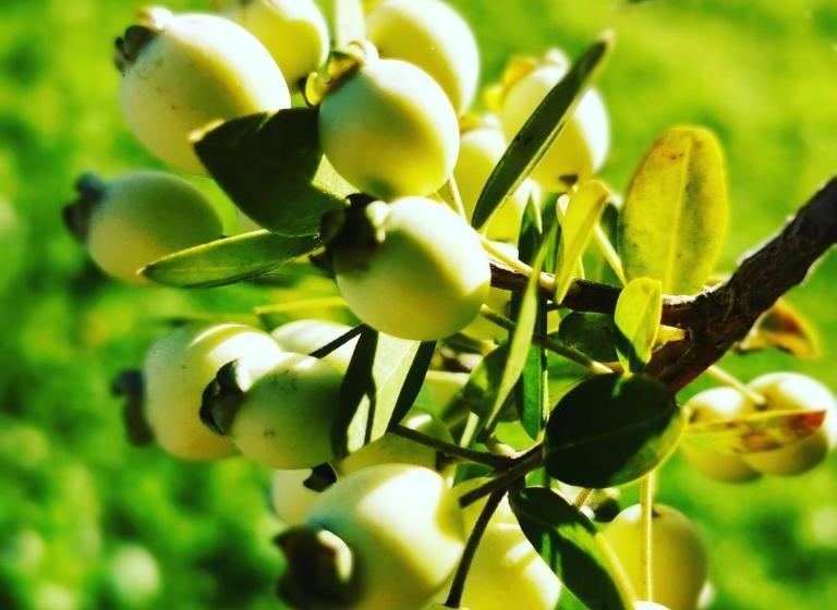 Villa Giummarito B&b